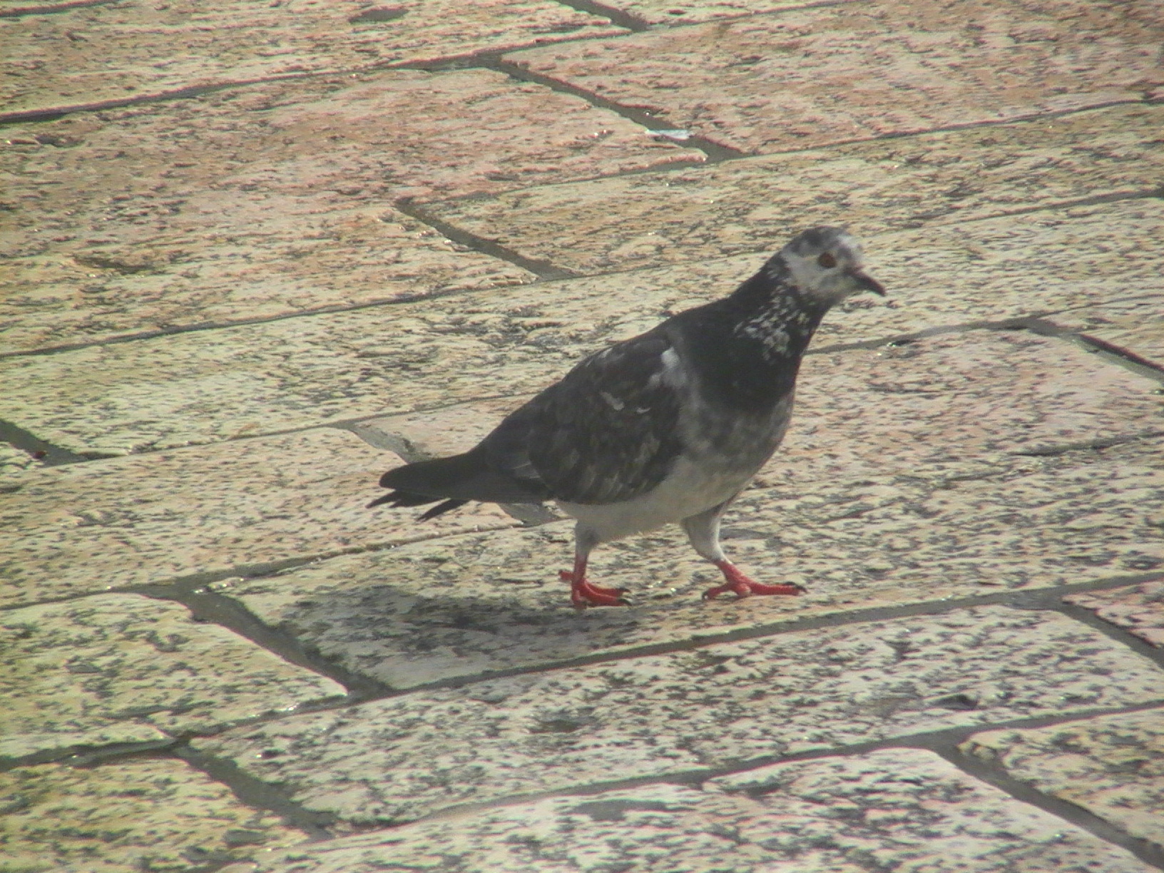 耶路撒冷聖殿哭牆旁