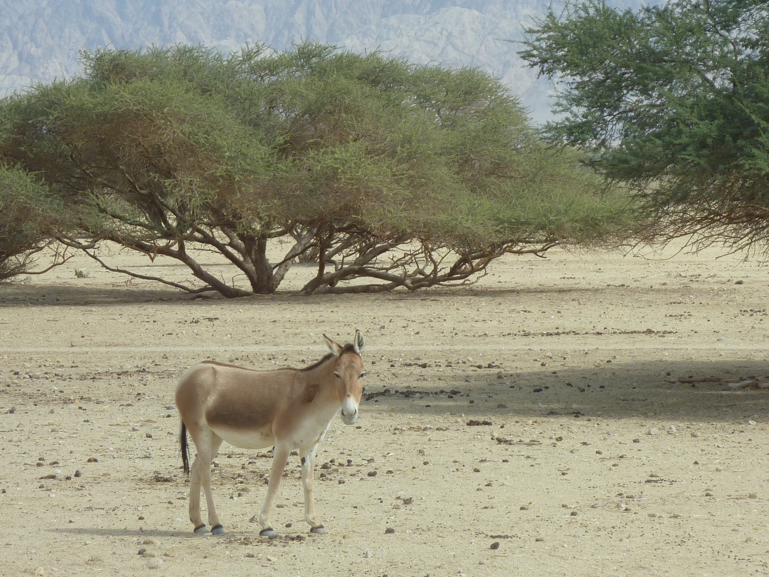 Hai-Bar Yovata nature reserve